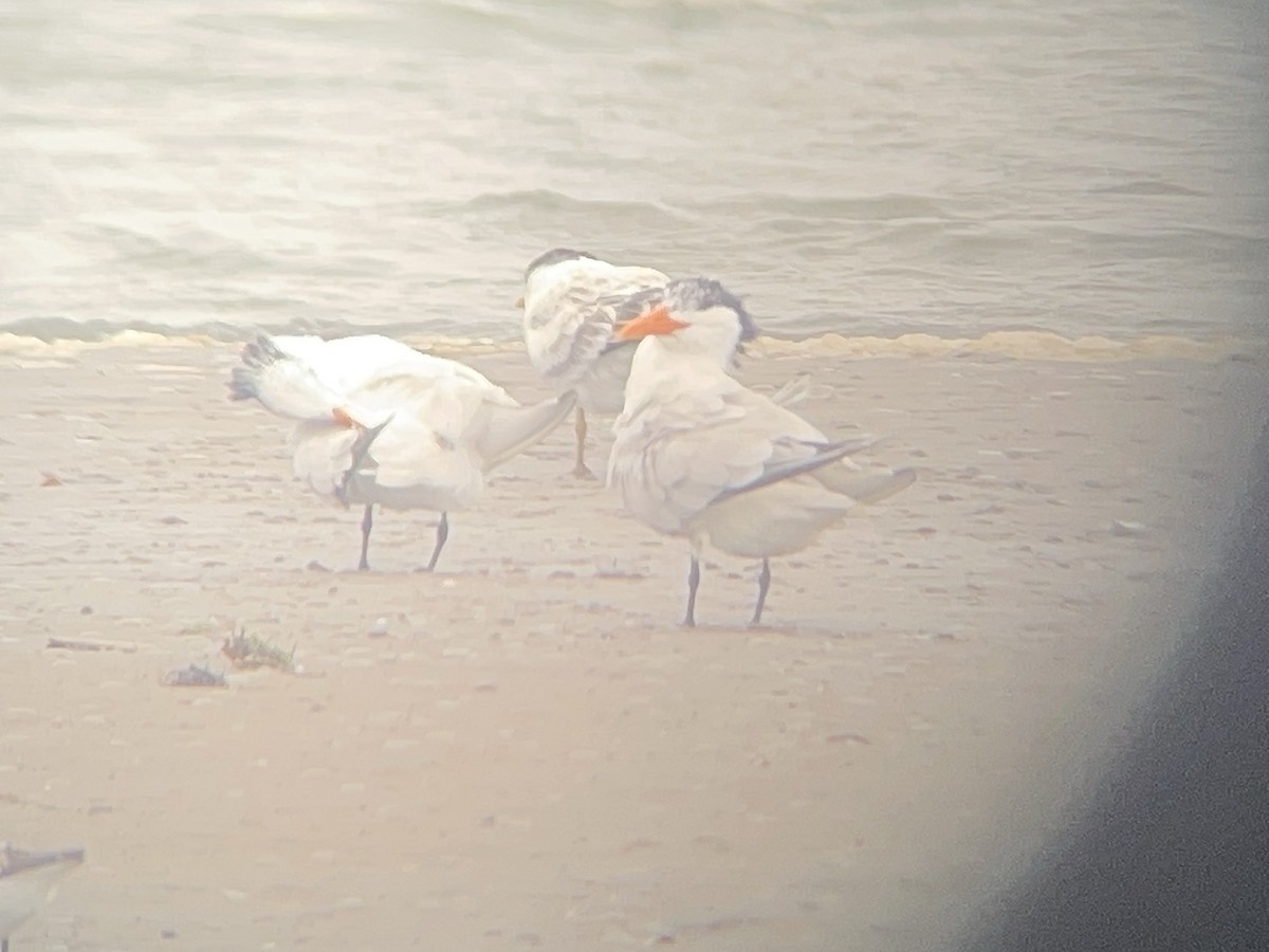 Royal Tern - ML640570241