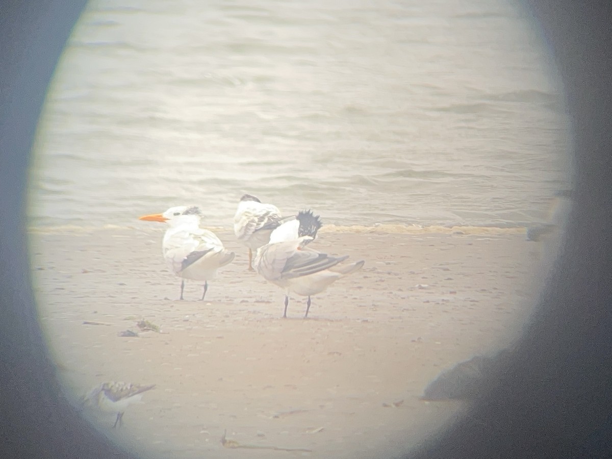 Royal Tern - ML640570242