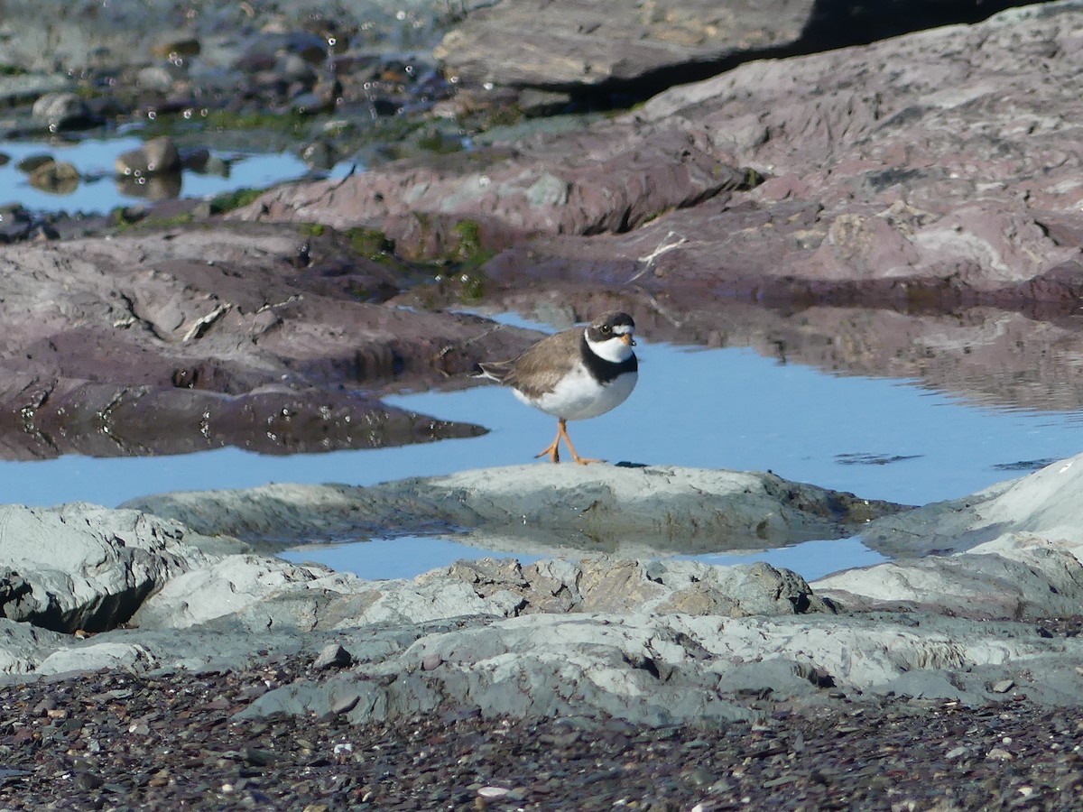 Semipalmated Plover - ML640570255