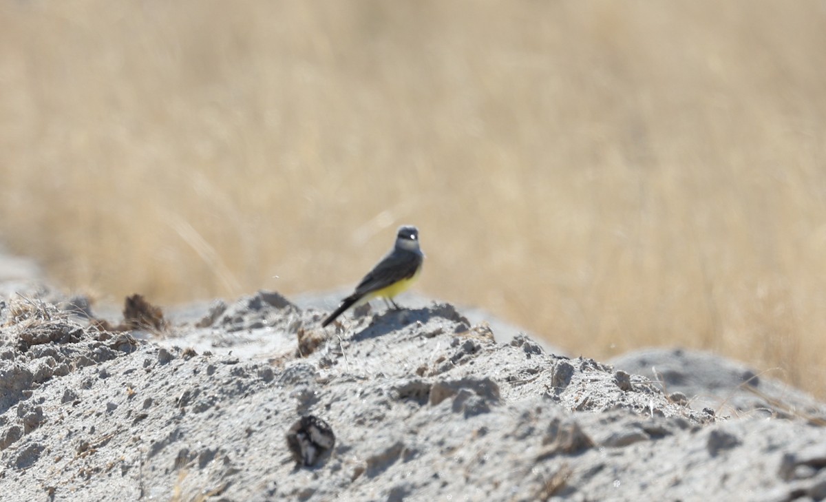 Cassin's Kingbird - ML640570259