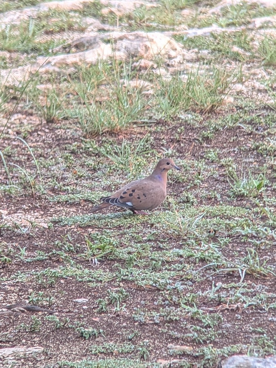 Zenaida Dove - ML640570264