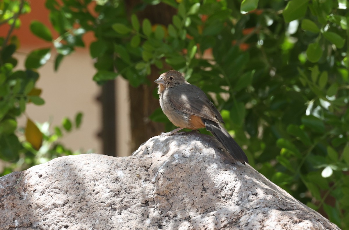 Canyon Towhee - ML640570305
