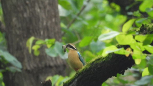 Bengalenpitta - ML640570340