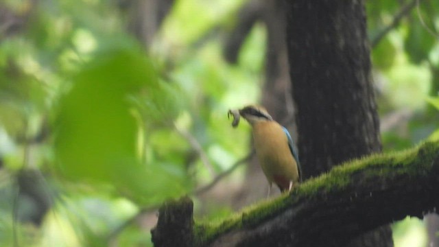 Indian Pitta - ML640570343