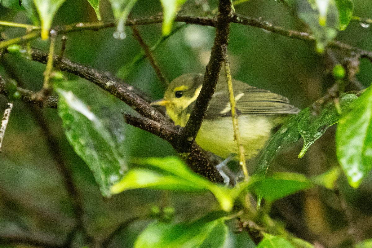 Yellow-bellied Tit - ML640570346