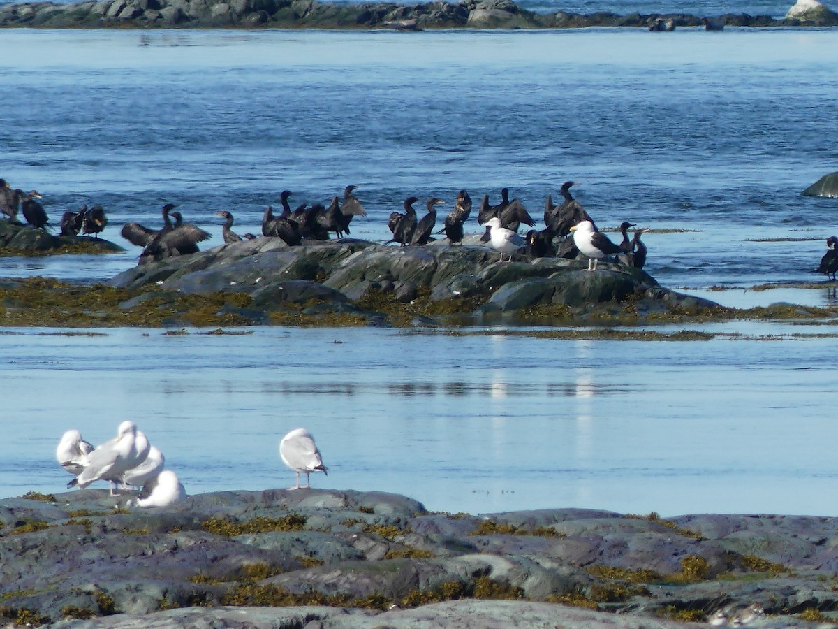 Double-crested Cormorant - ML640570363