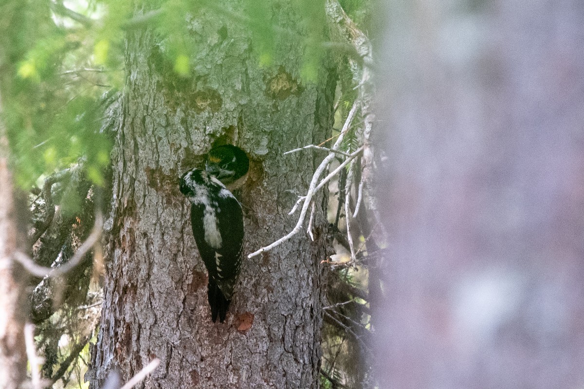 Eurasian Three-toed Woodpecker - ML640570365