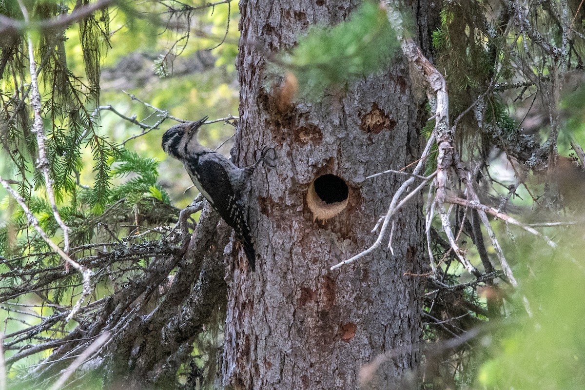 Eurasian Three-toed Woodpecker - ML640570366