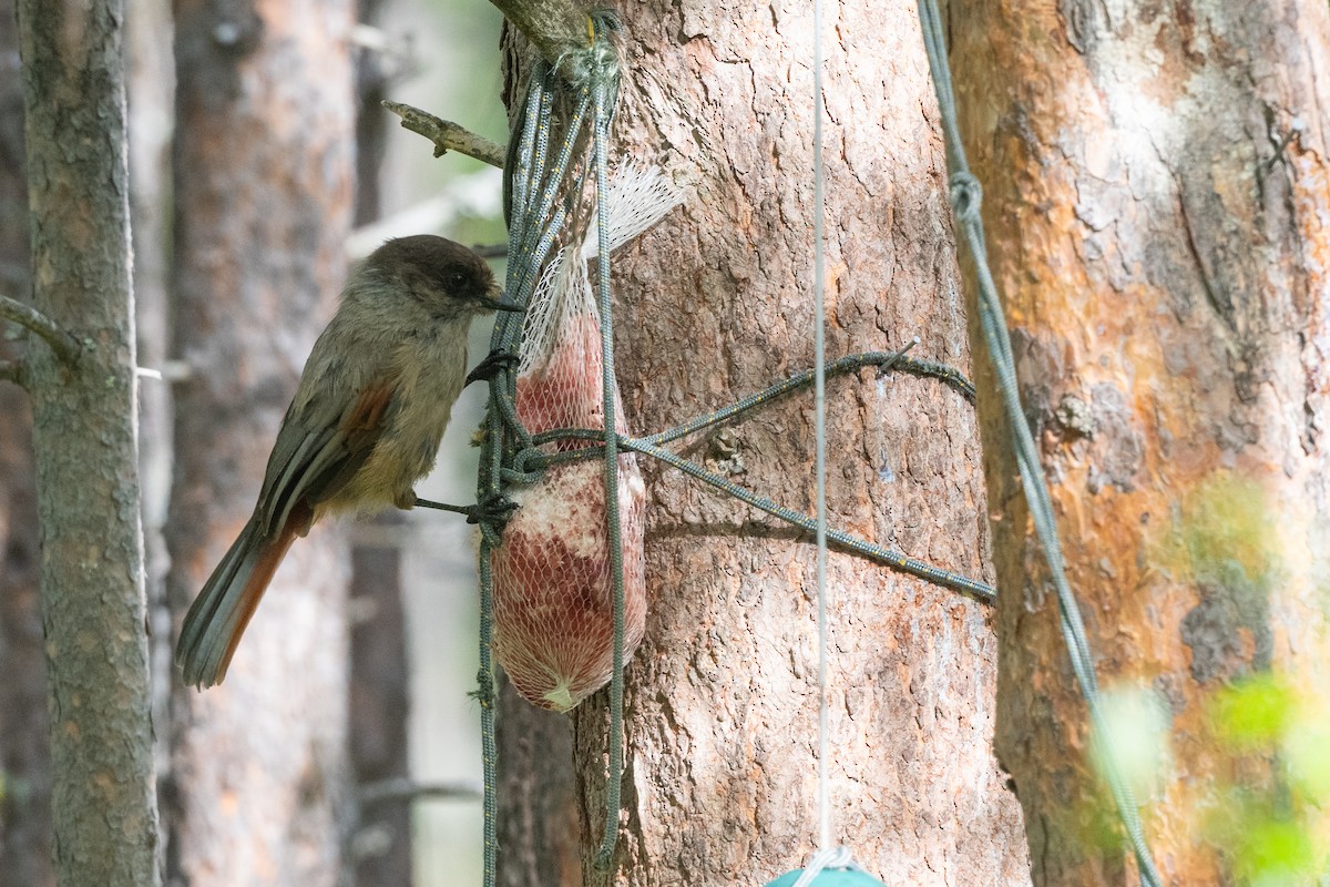Siberian Jay - ML640570368