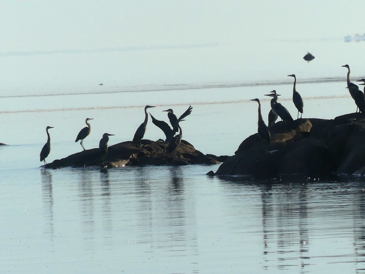 Great Blue Heron - ML640570402