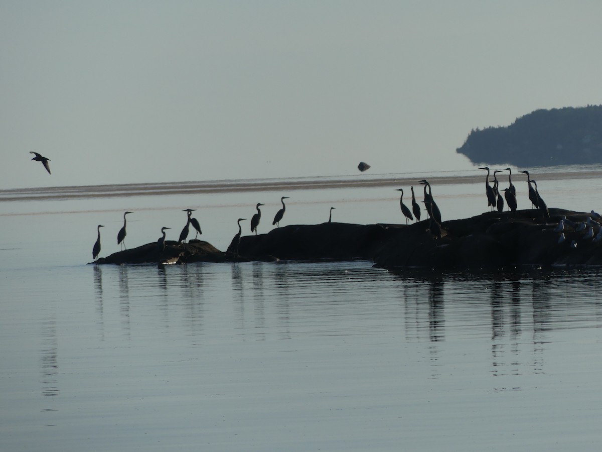 Great Blue Heron - ML640570403