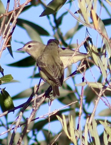Western Warbling Vireo - ML640570570