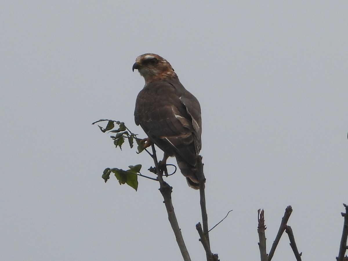 African Cuckoo-Hawk - ML640570586