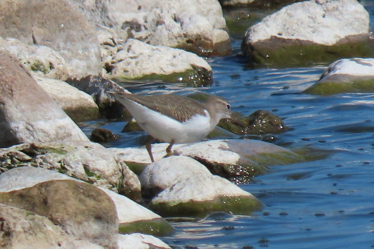 pisík americký - ML640570593