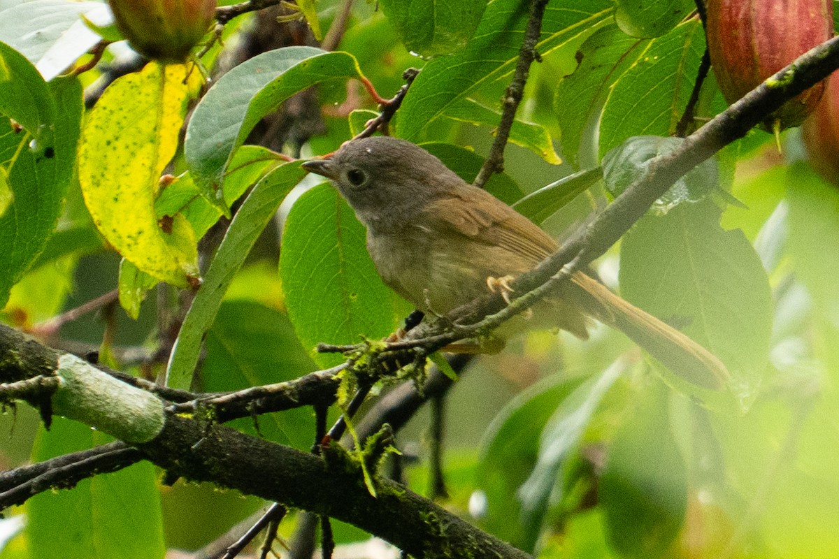 David's Fulvetta - ML640570608