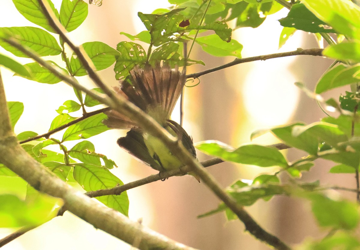 Black-tailed Flycatcher - ML640570610