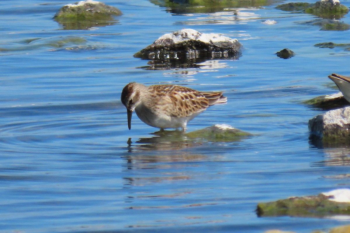 jespák drobný - ML640570651