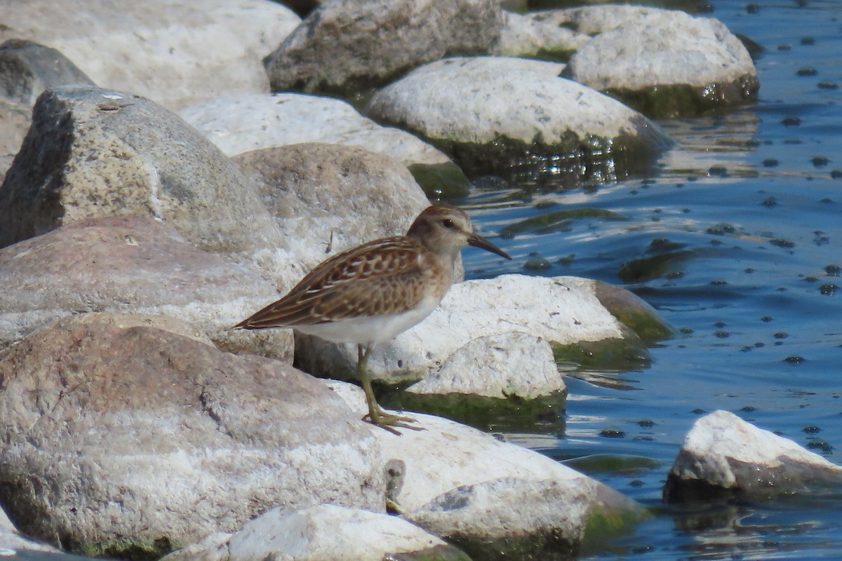 jespák drobný - ML640570652