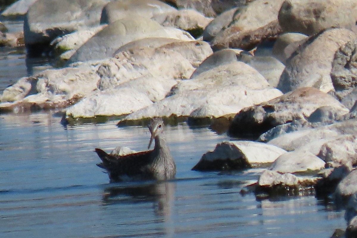 vodouš žlutonohý - ML640570673