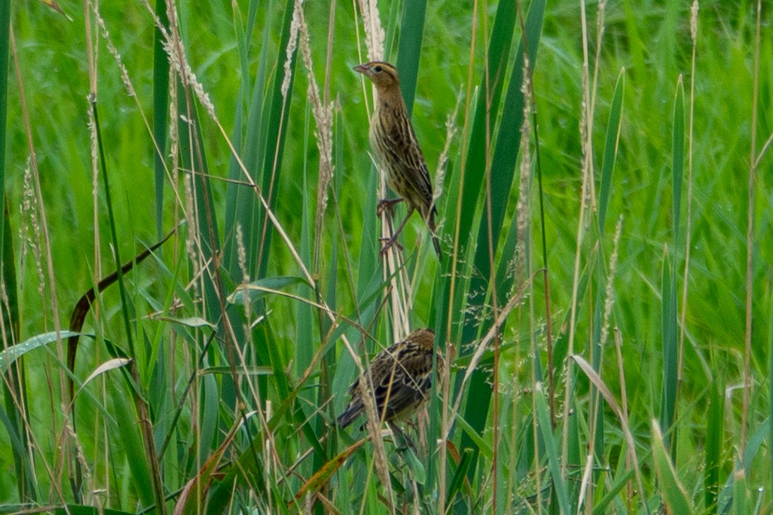 Bobolink - ML640570682