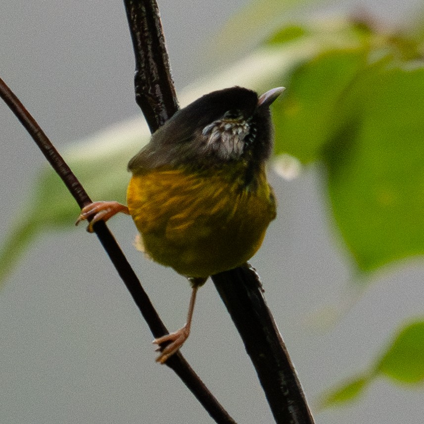 Golden-breasted Fulvetta - ML640570736
