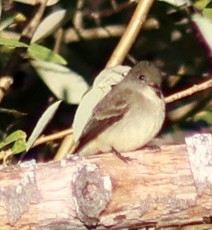Willow Flycatcher - ML640570739