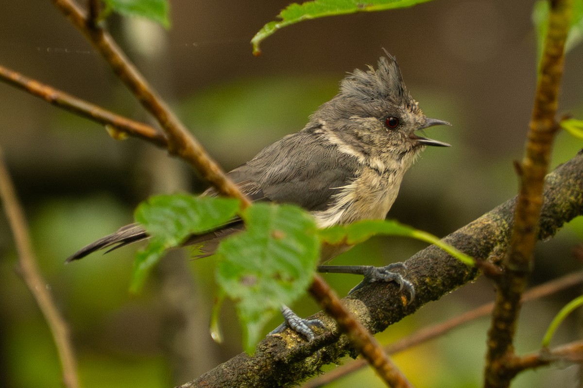 Gray-crested Tit - ML640570817