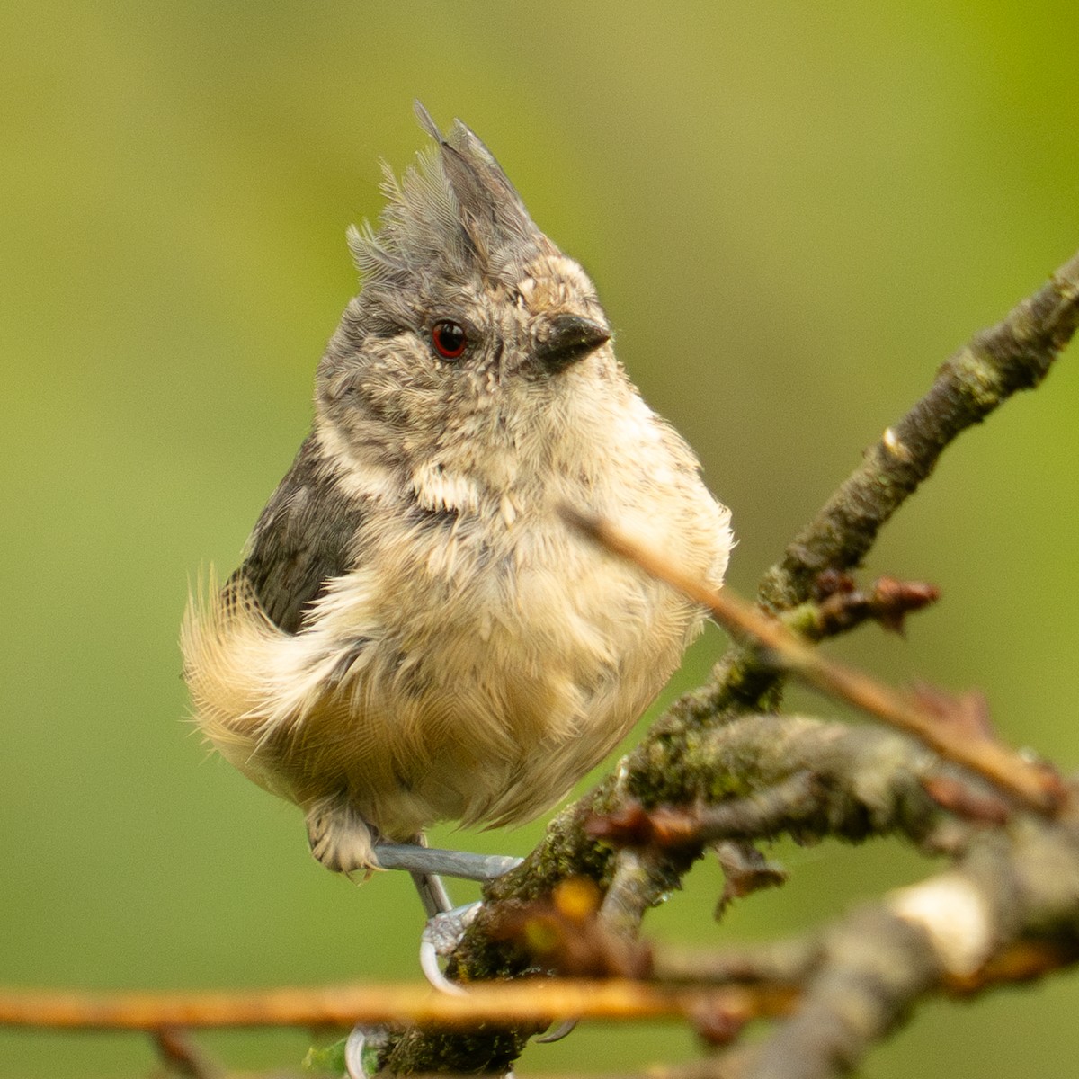 Gray-crested Tit - ML640570818