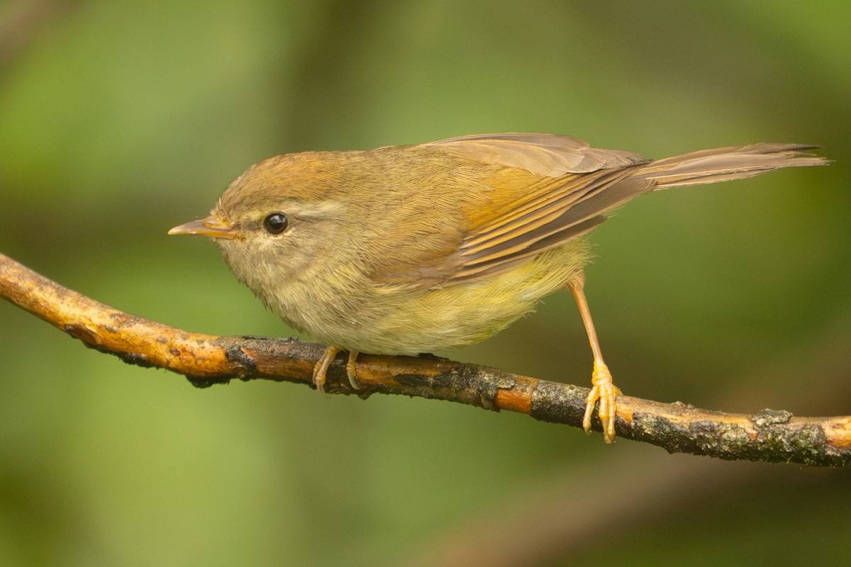 Yellowish-bellied Bush Warbler - ML640570846