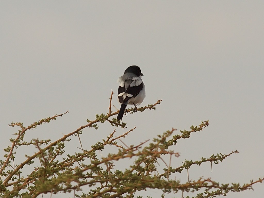 Somali Fiscal - ML640570848