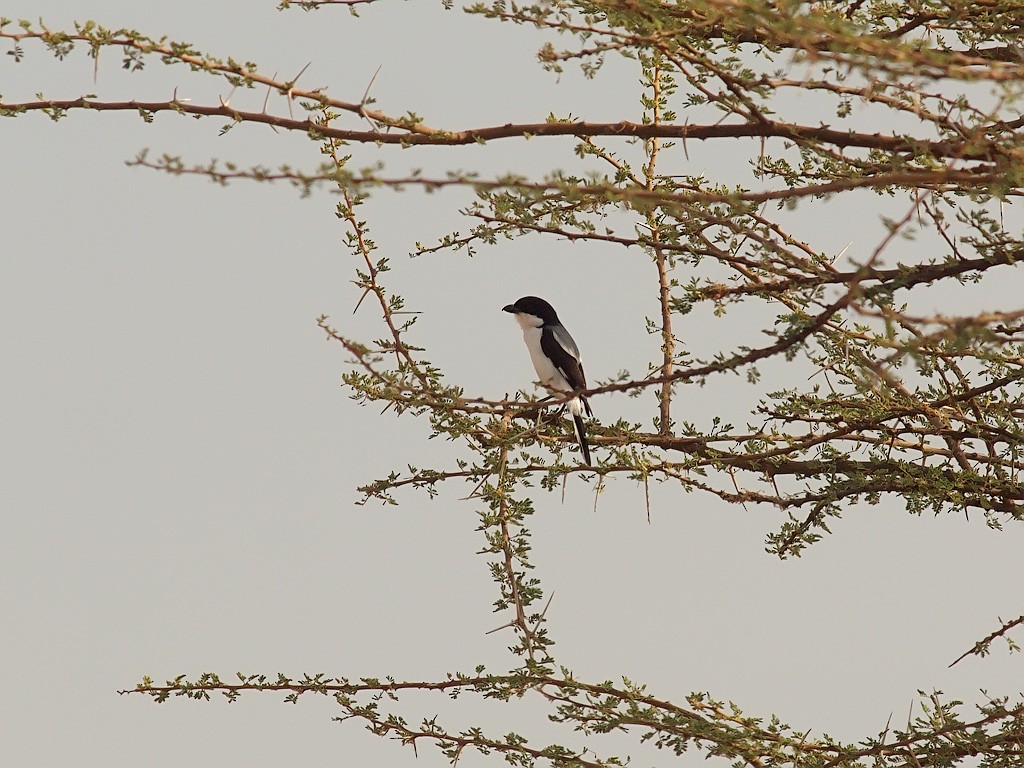 Somali Fiscal - ML640570861