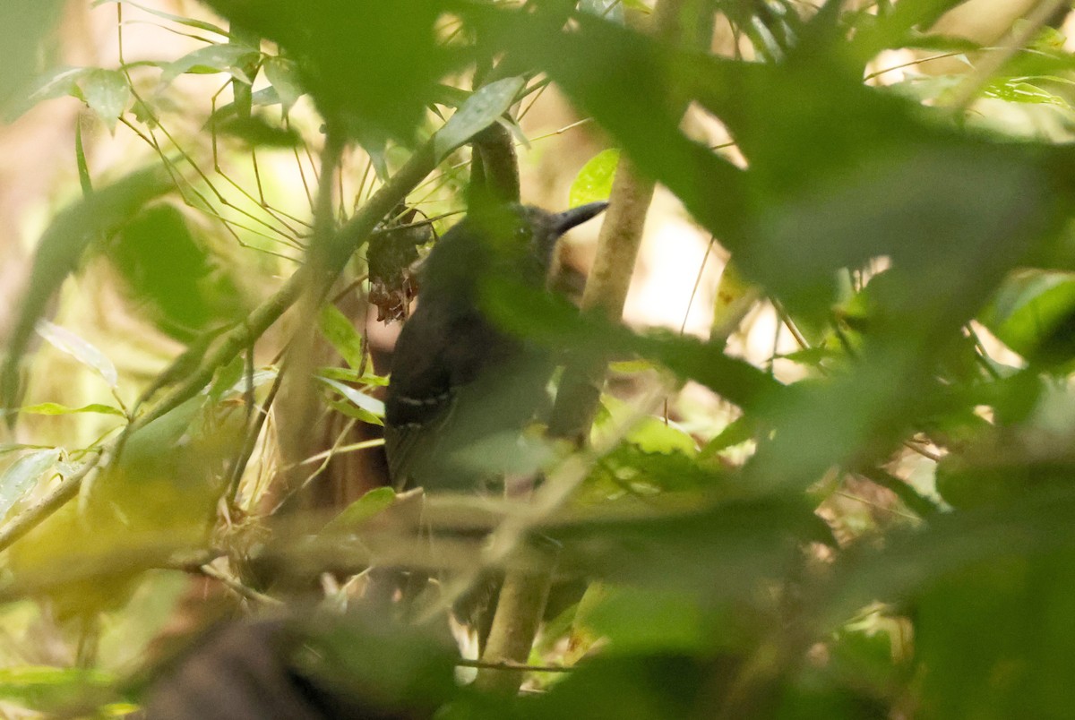 Dusky Antbird - ML640570958