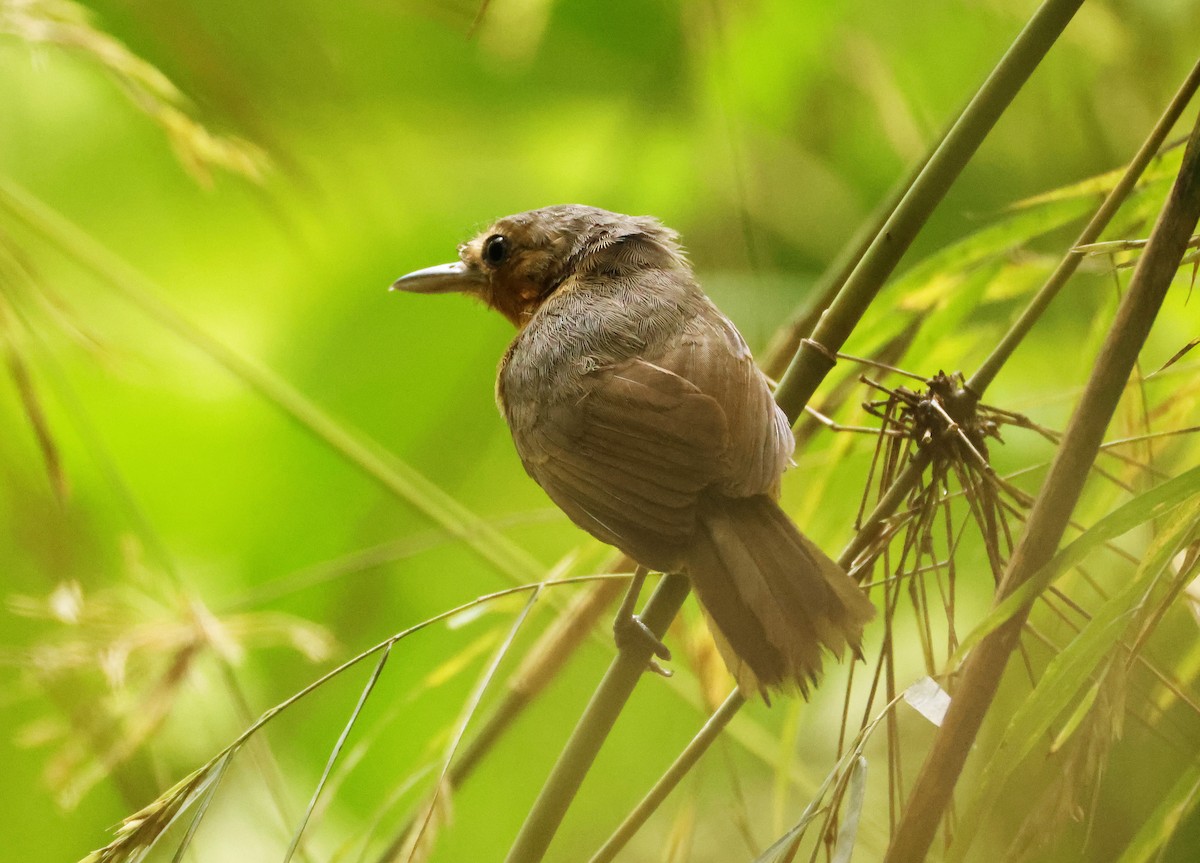 Dusky Antbird - ML640570959