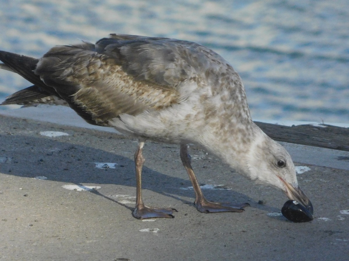 Western Gull - ML640570997