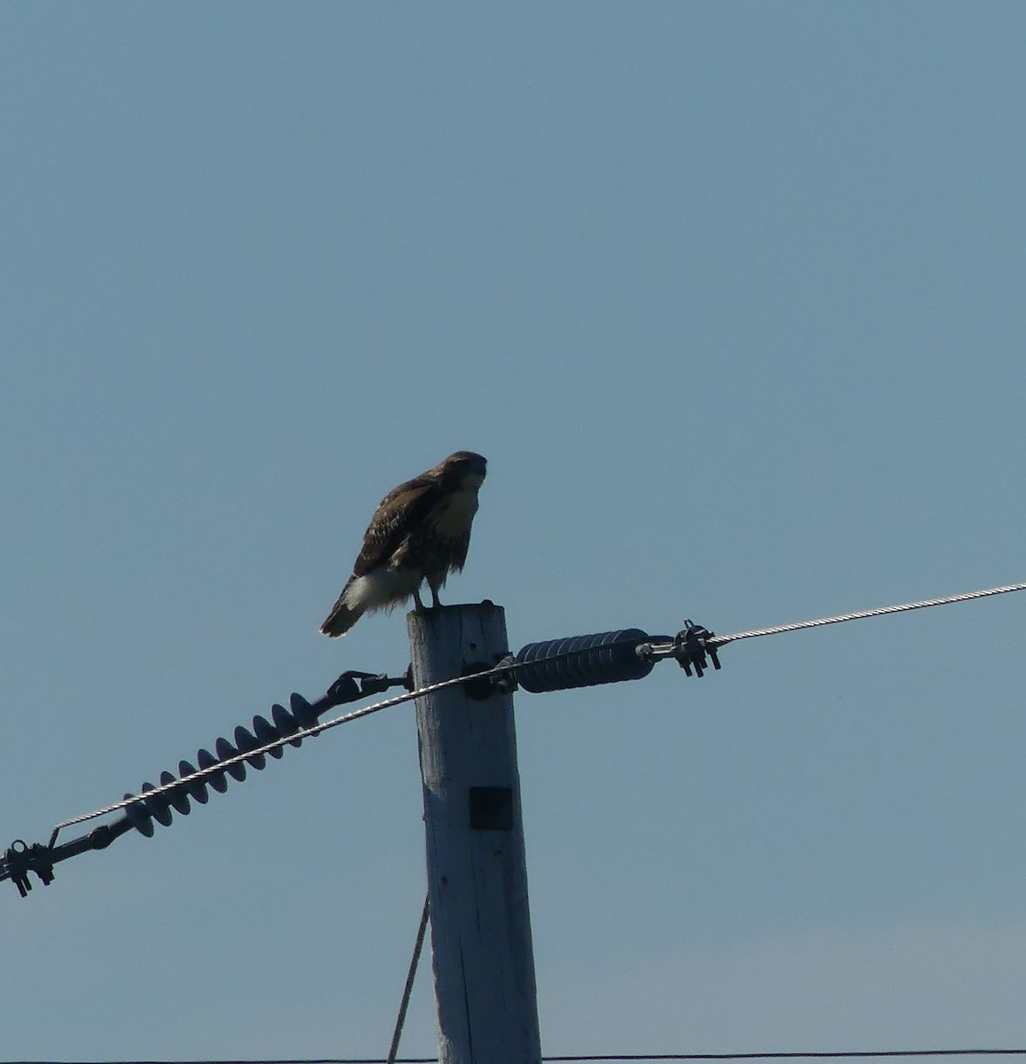 Red-tailed Hawk - ML640571010
