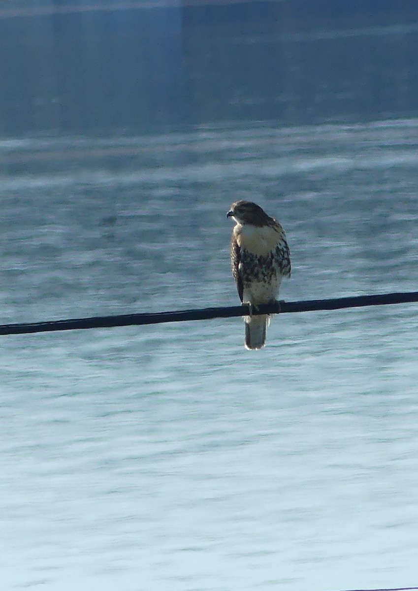 Red-tailed Hawk - ML640571011