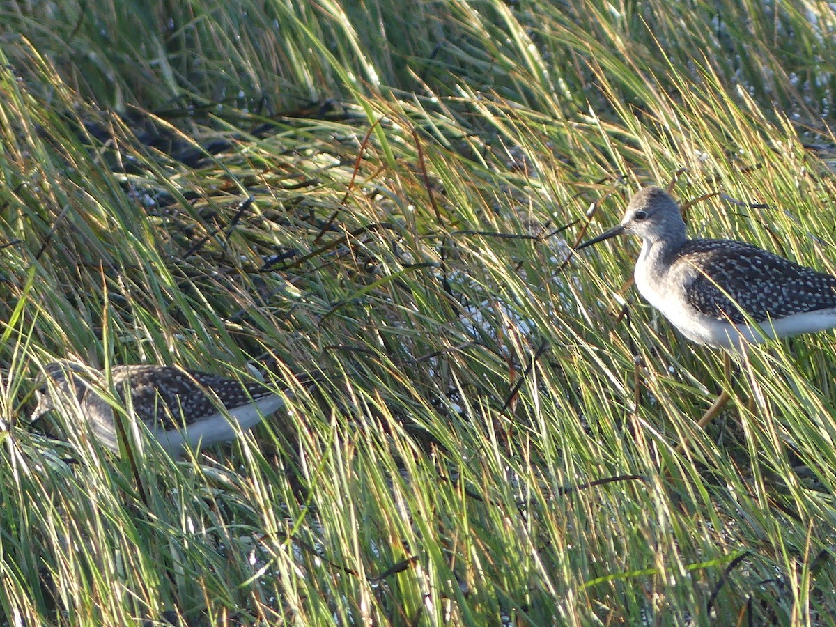 Lesser Yellowlegs - ML640571052