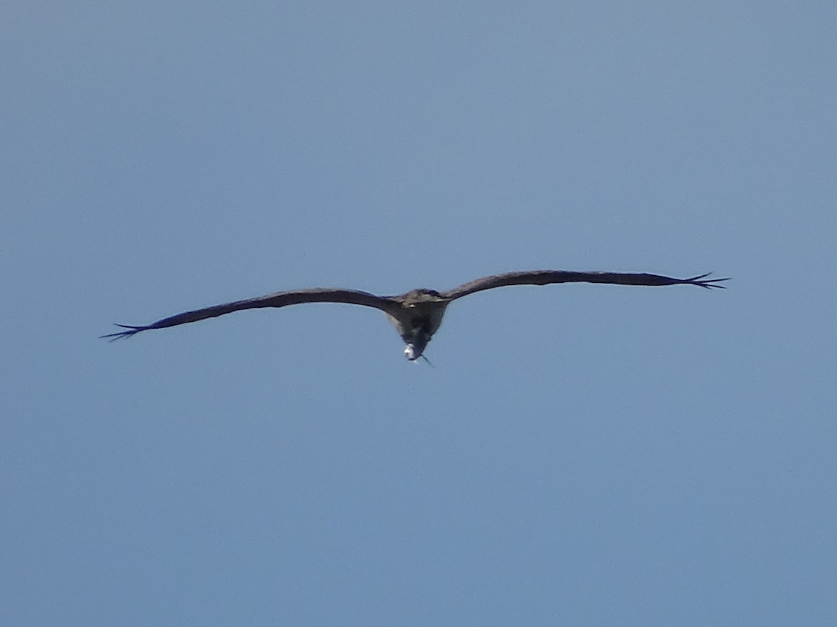 orlovec říční - ML640571066