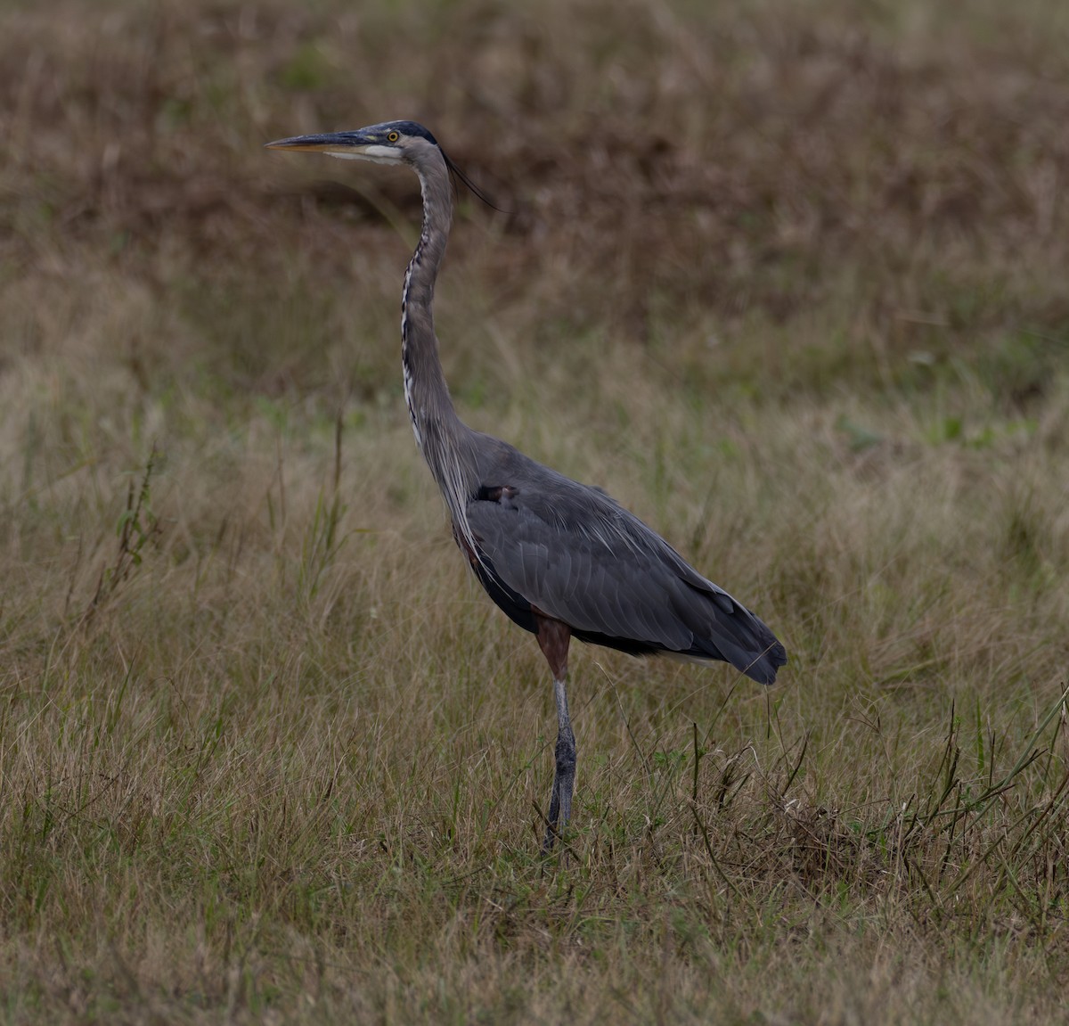 Great Blue Heron - ML640571156