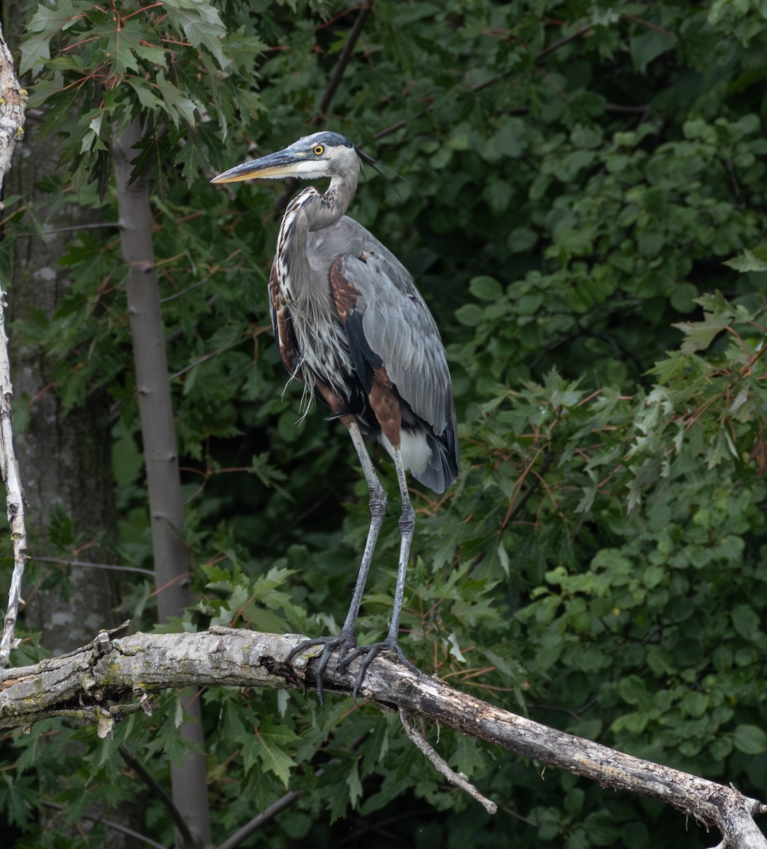 Great Blue Heron - ML640571157