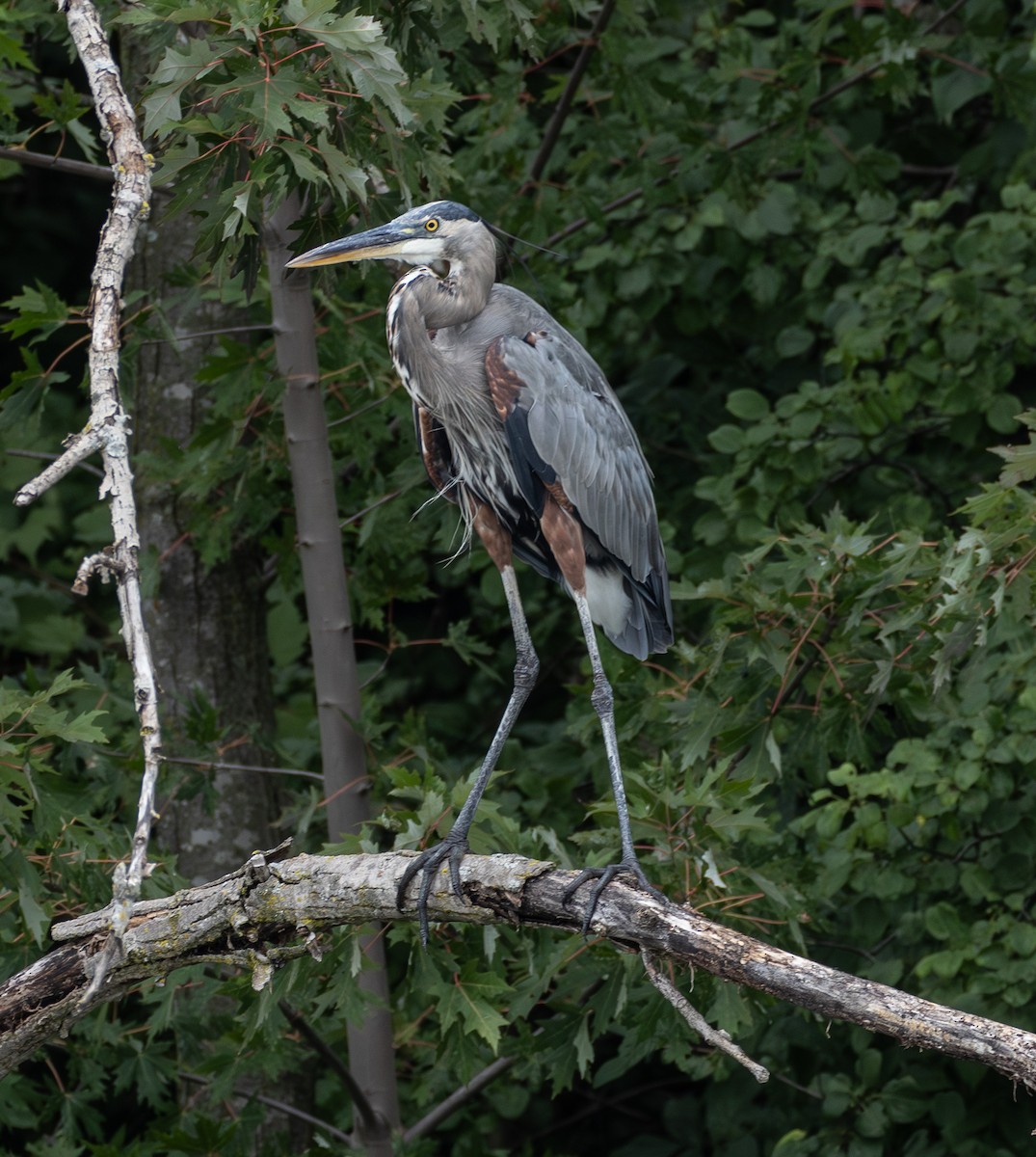 Great Blue Heron - ML640571158