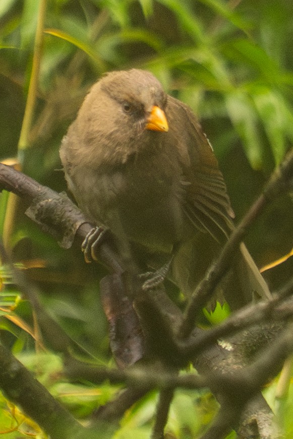 Grand Paradoxornis - ML640571179