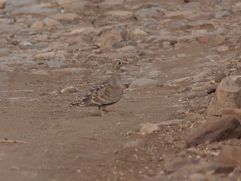 Lichtenstein's Sandgrouse - ML640571250