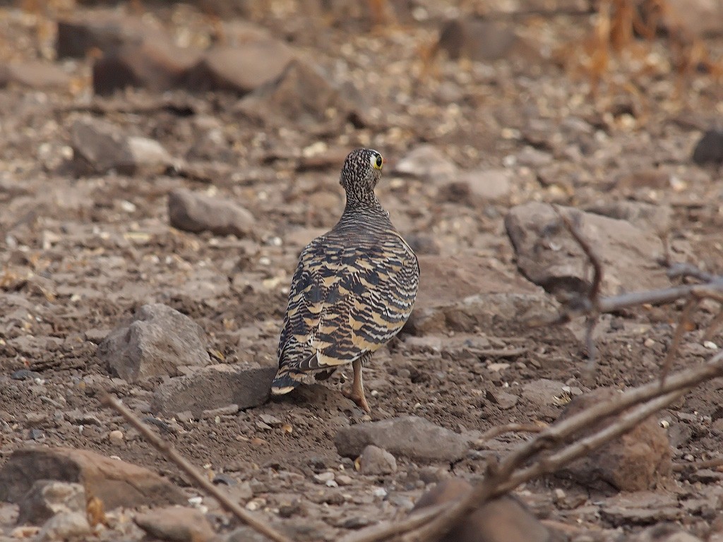 Lichtenstein's Sandgrouse - ML640571258