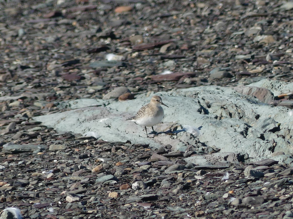 Baird's Sandpiper - ML640571261