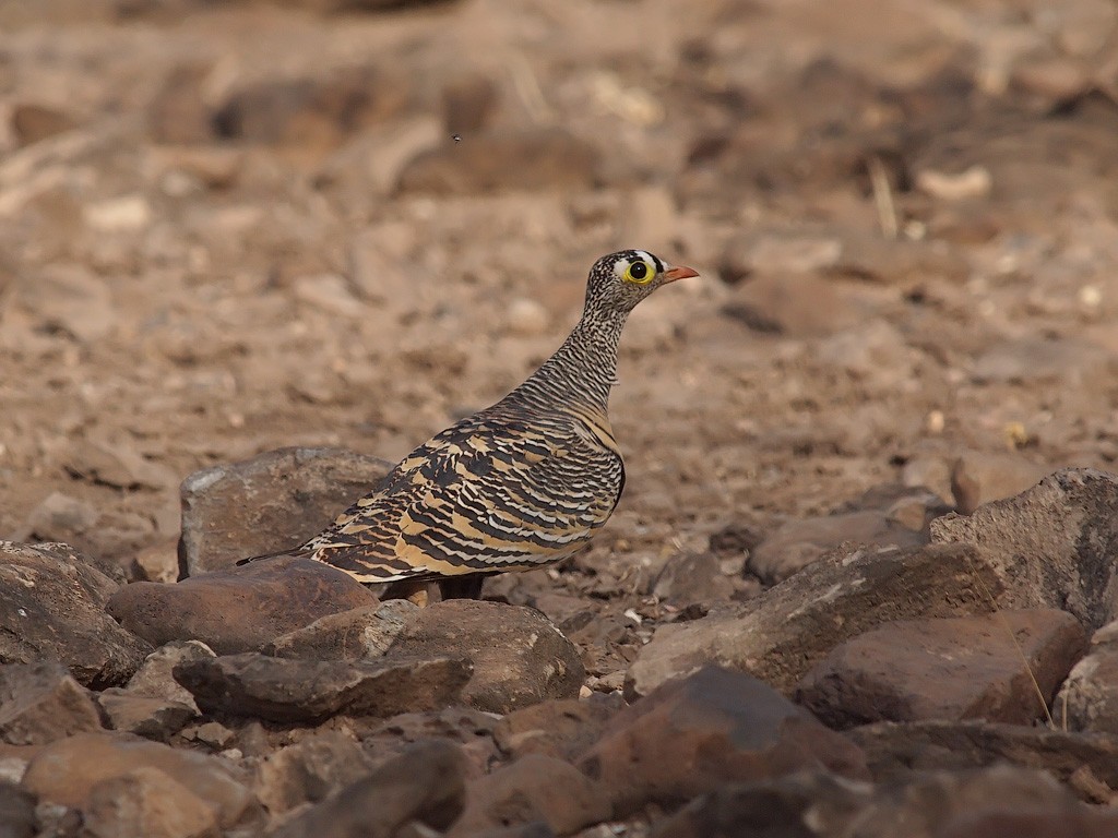 Lichtenstein's Sandgrouse - ML640571265