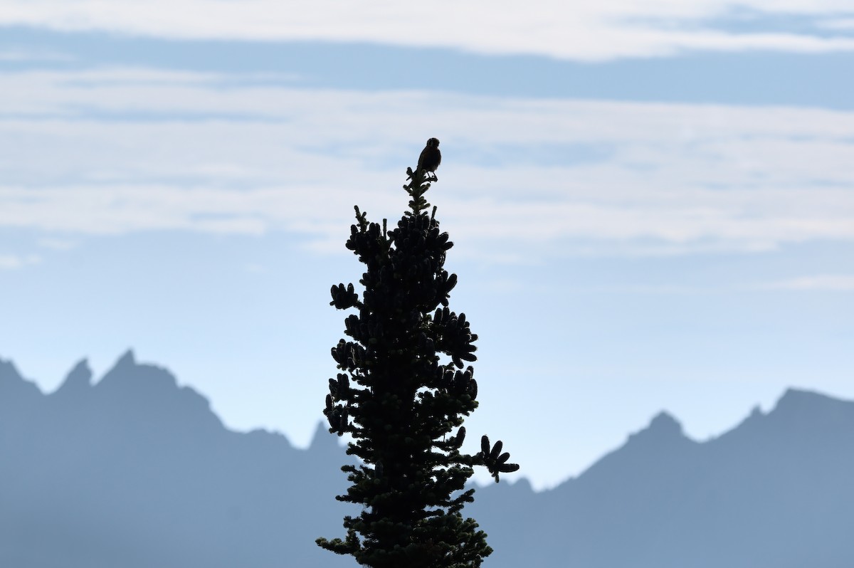 American Kestrel - ML640571269