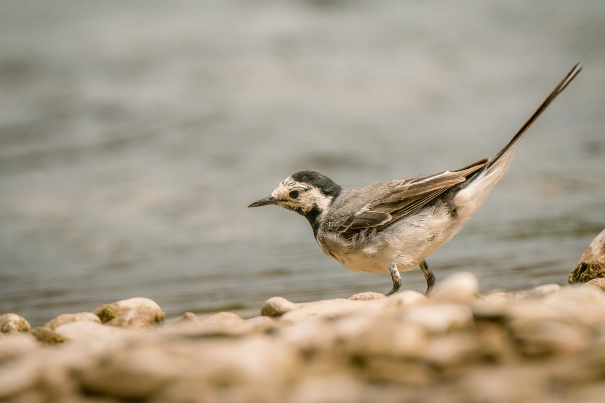 White Wagtail - ML640571291