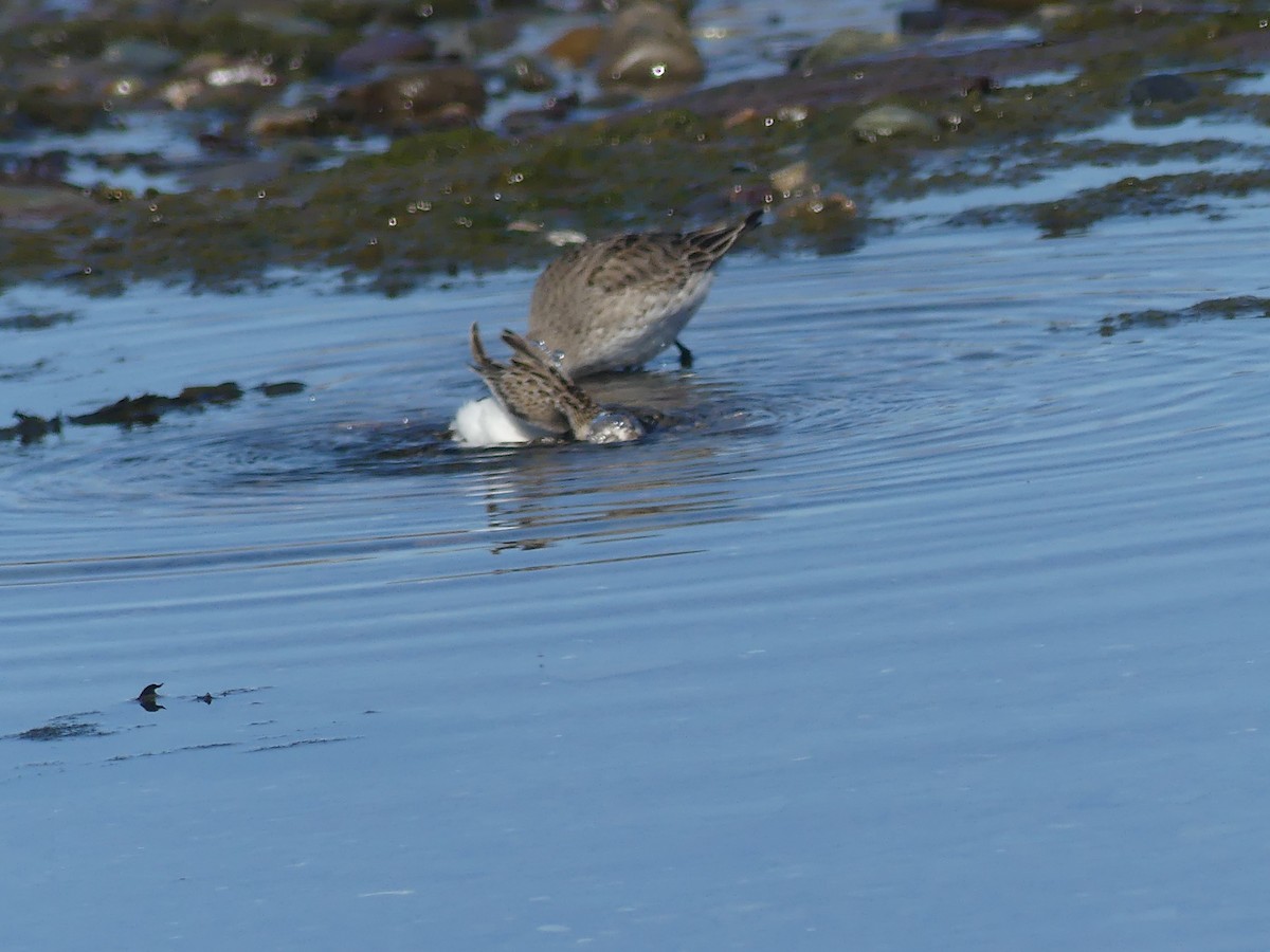 White-rumped Sandpiper - ML640571300