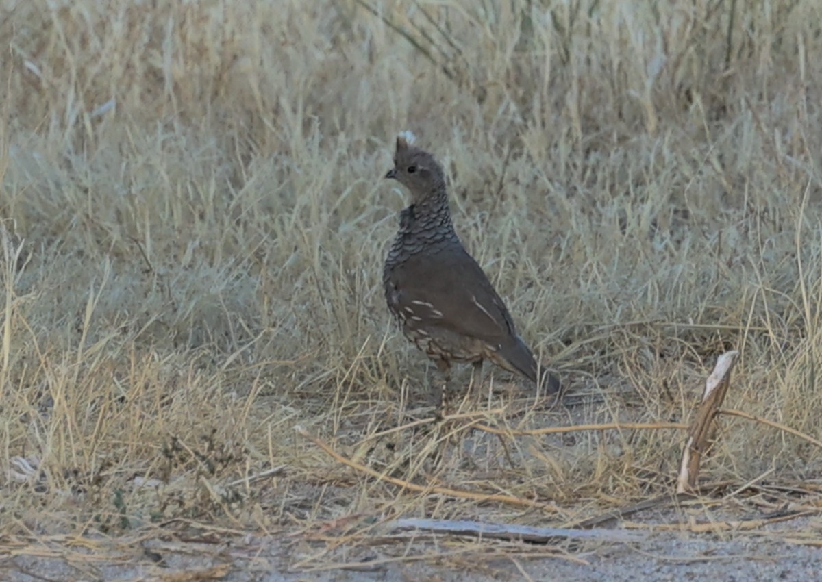 Scaled Quail - ML640571309